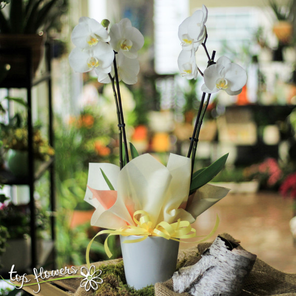 orhideya golyama 12