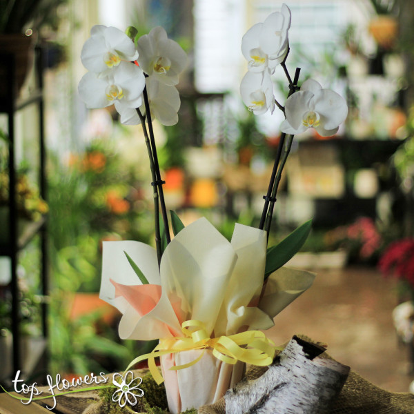 orhideya golyama 13