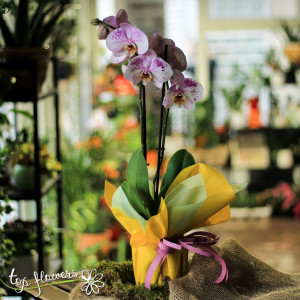 Orchid Phalaenopsis (Orchid Phalaenopsis) | Different colors