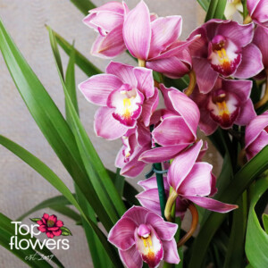 Cymbidium Orchid (Orchidaceae Cymbidium)