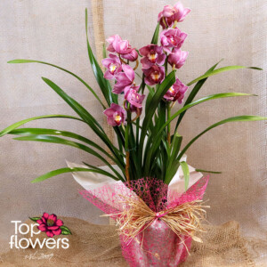 Cymbidium Orchid (Orchidaceae Cymbidium)