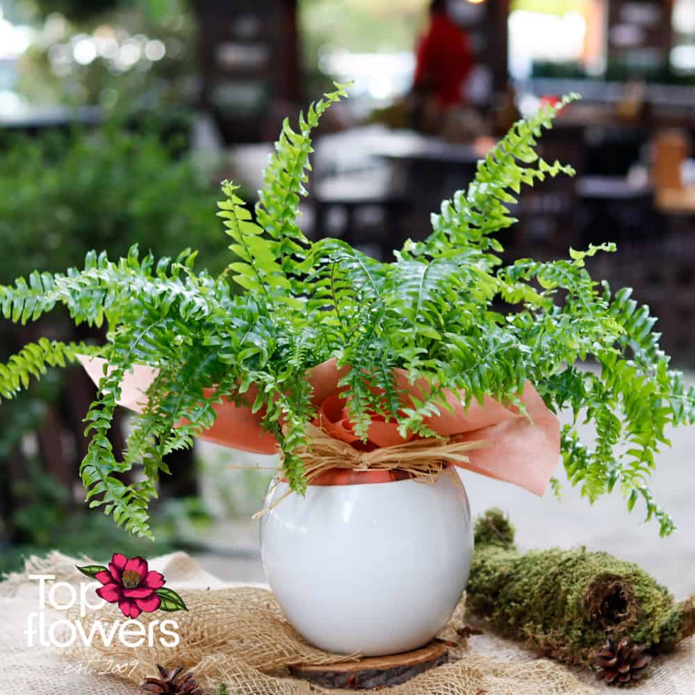 Fern (Nephrolepis)