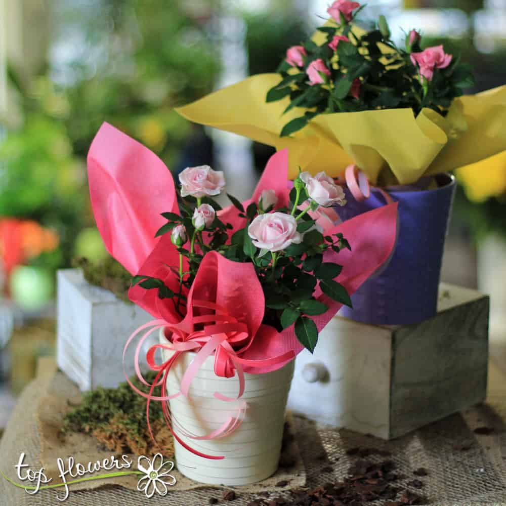 Growing and Caring for Decorative Roses Tips and Advice