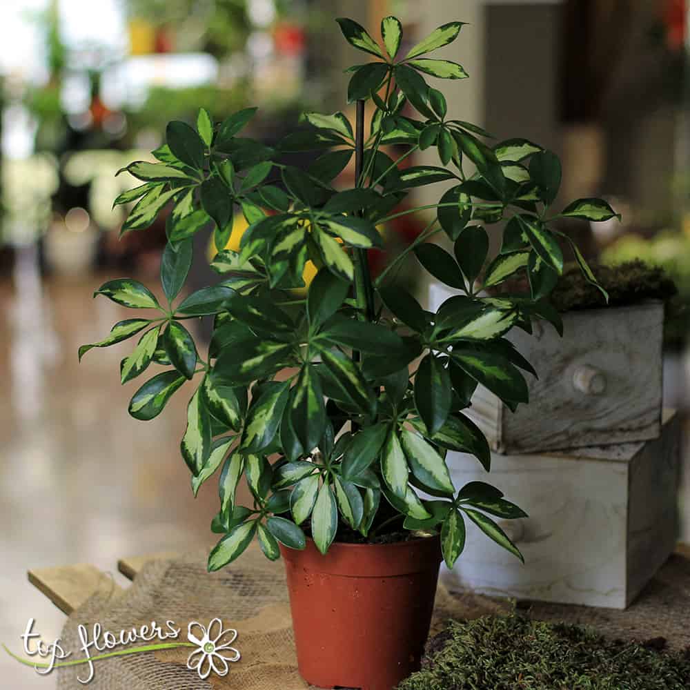 Schefflera /Umbrella Plant/