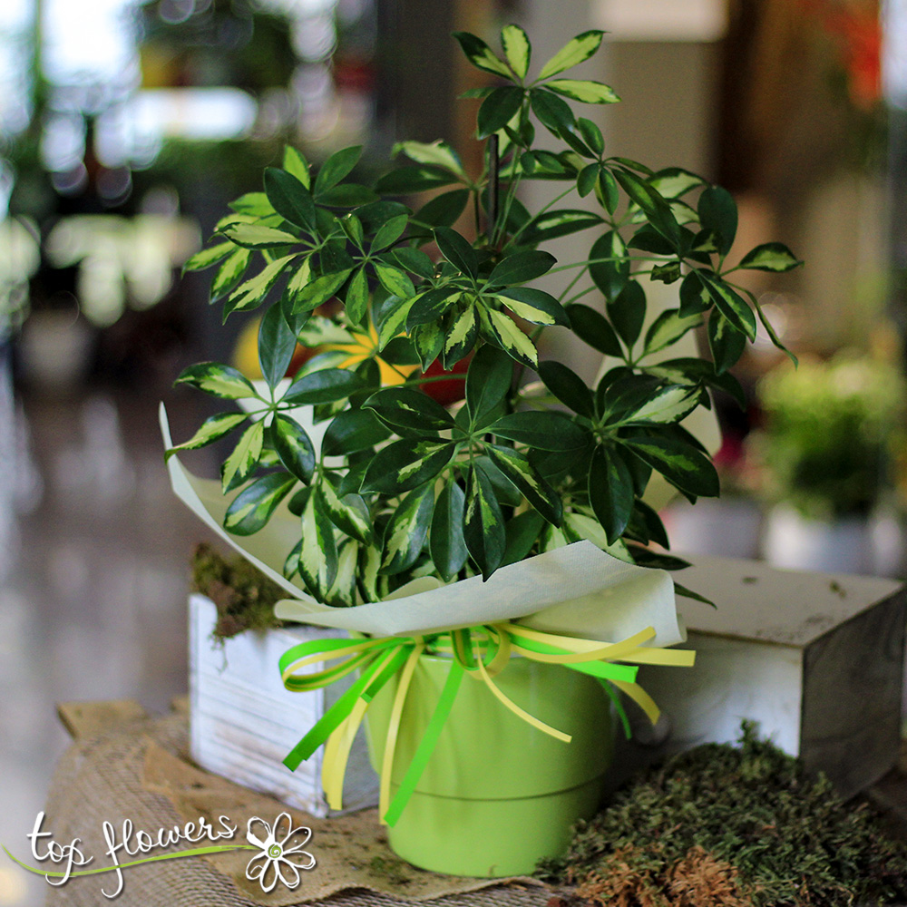 Schefflera /Umbrella Plant/
