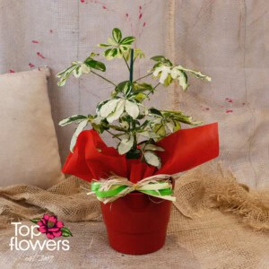 Schefflera (Umbrella Plant) Schefflera (Umbrella Plant)