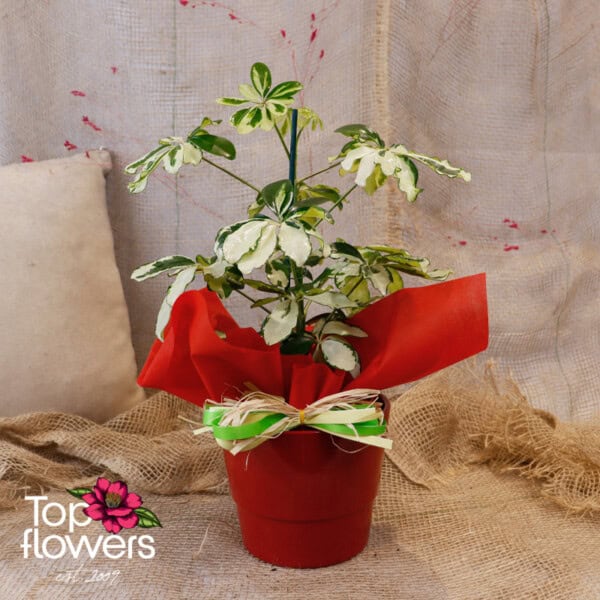 Schefflera (Umbrella Plant) - Image 2