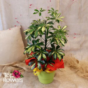 Schefflera /Umbrella Plant/