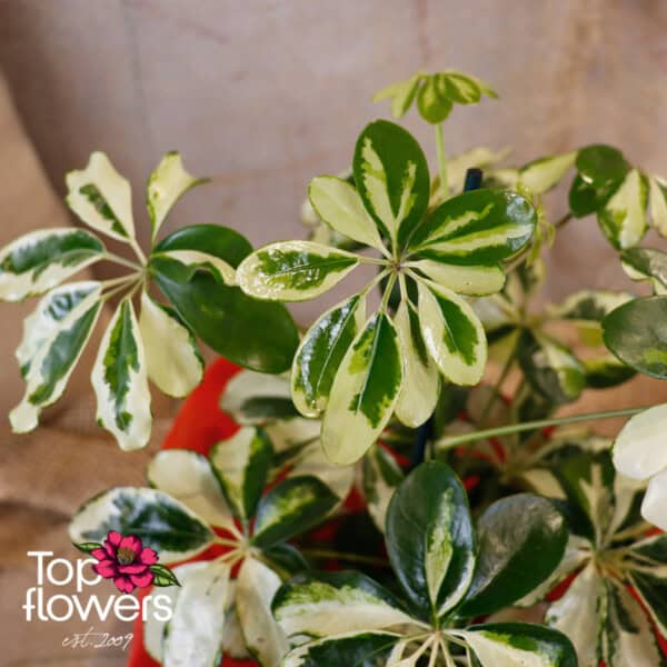 Schefflera (Umbrella Plant) - Image 9
