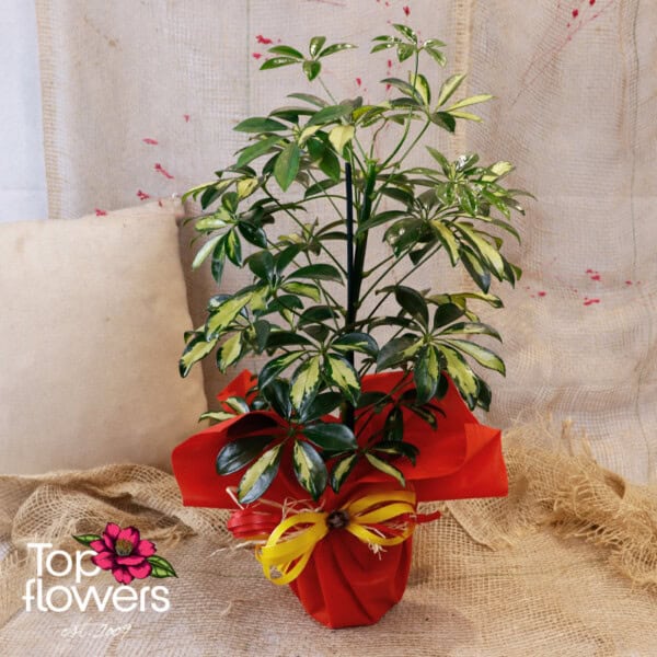 Schefflera (Umbrella Plant) - Image 6