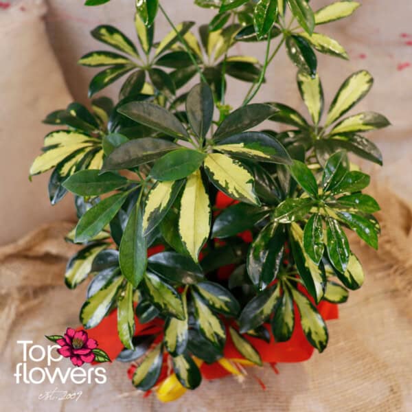Schefflera (Umbrella Plant) - Image 7