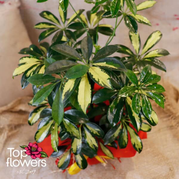 Schefflera /Umbrella Plant/