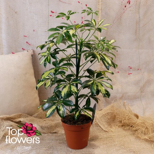 Schefflera (Umbrella Plant) - Image 8