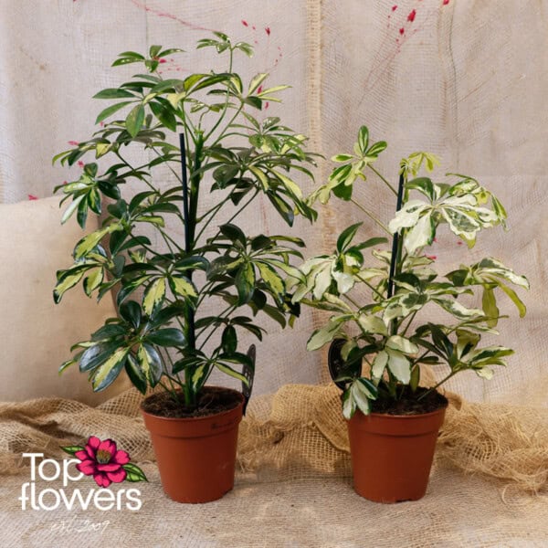 Schefflera (Umbrella Plant) - Image 10
