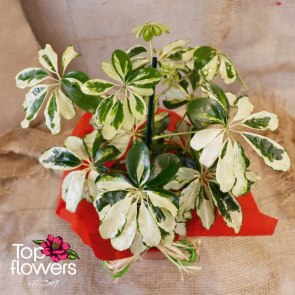 Schefflera (Umbrella Plant) - Image 3