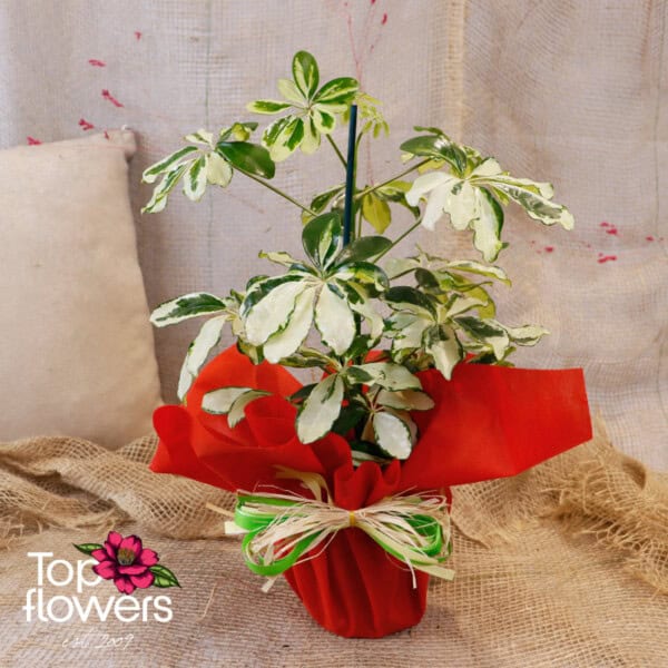 Schefflera (Umbrella Plant) - Image 4