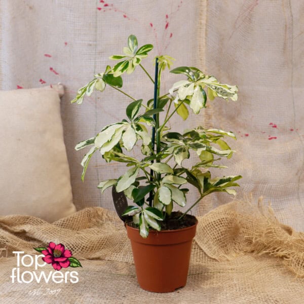 Schefflera (Umbrella Plant) - Image 5