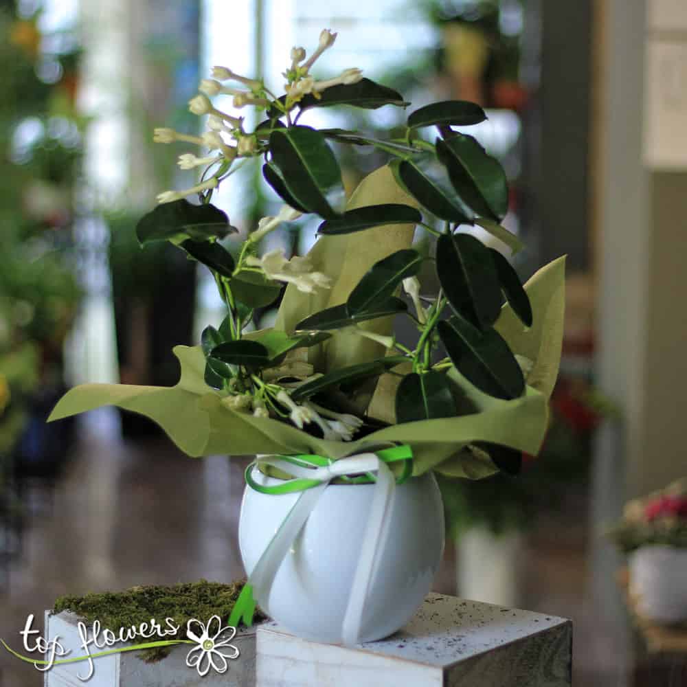 Стефанотис - Растения с доставка в София и страната. Top-Flowers
