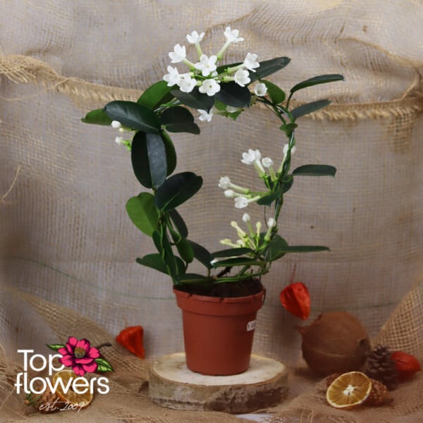 Stephanotis (Stephanotis)