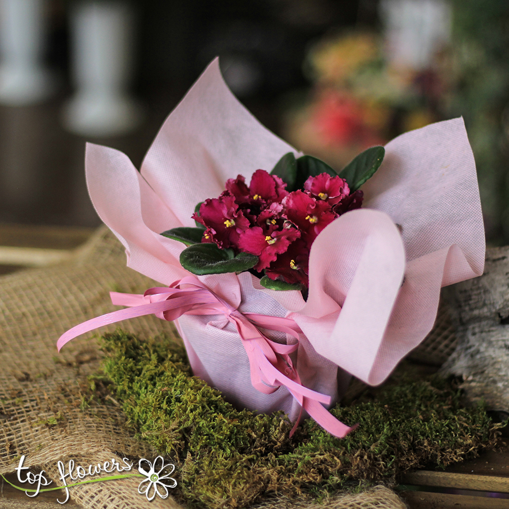 Стайна Теменужка растение в саксия за всеки повод. Доставка