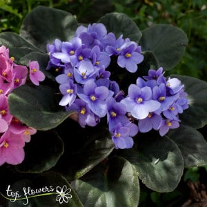 Saintpaulia | Room Violet