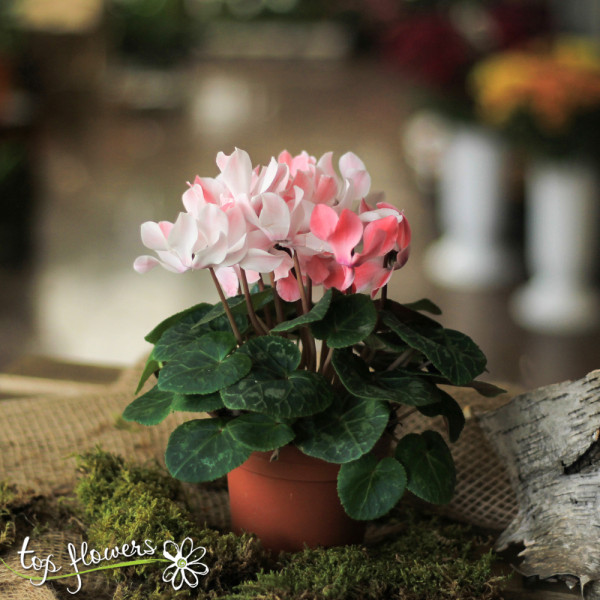 Cyclamen (Cyclamen)