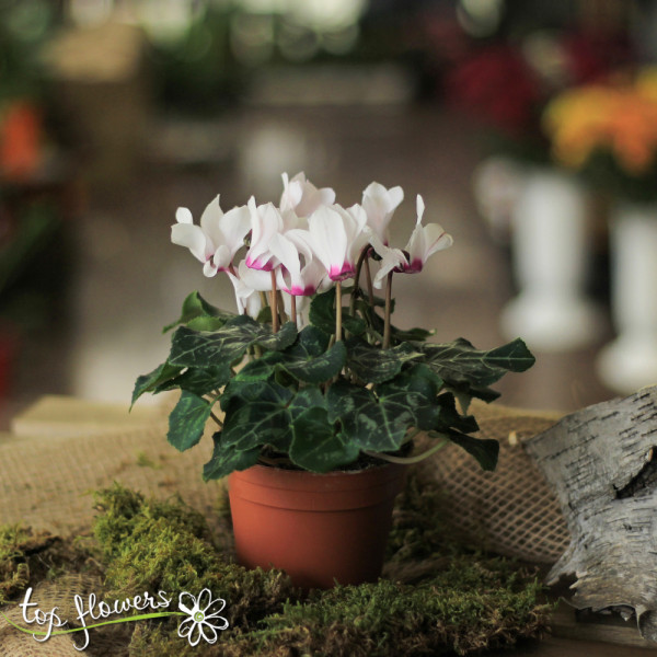 Cyclamen (Cyclamen)