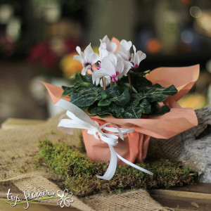 Cyclamen (Cyclamen)