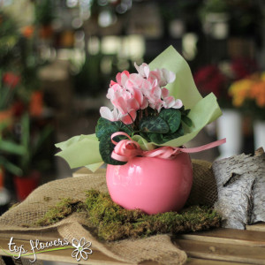Cyclamen