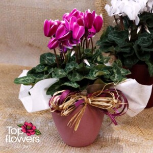 Cyclamen (Cyclamen)