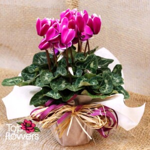 Cyclamen (Cyclamen)