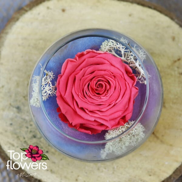 Eternal rose in glass sphere | CYCLAMEN