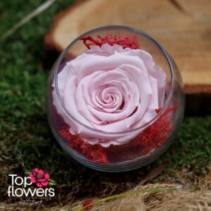 Eternal rose in glass sphere | PINK