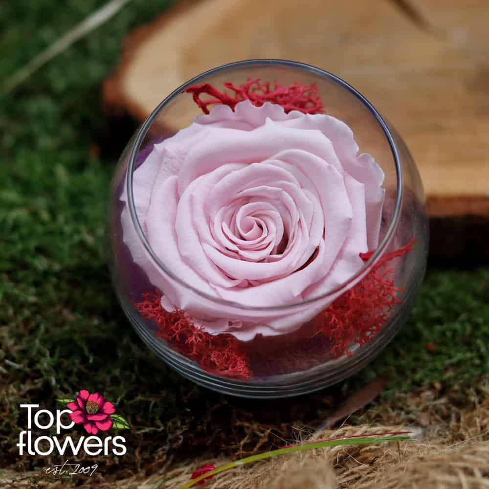 Eternal rose in glass sphere | PINK