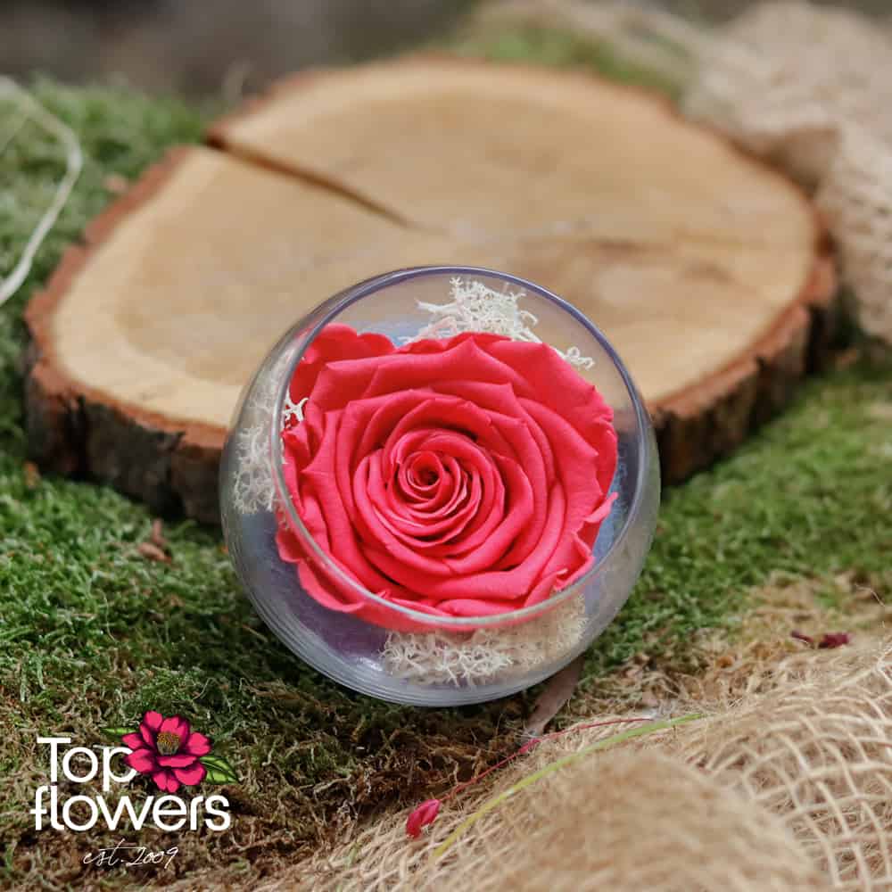 Eternal rose in glass sphere | CYCLAMEN
