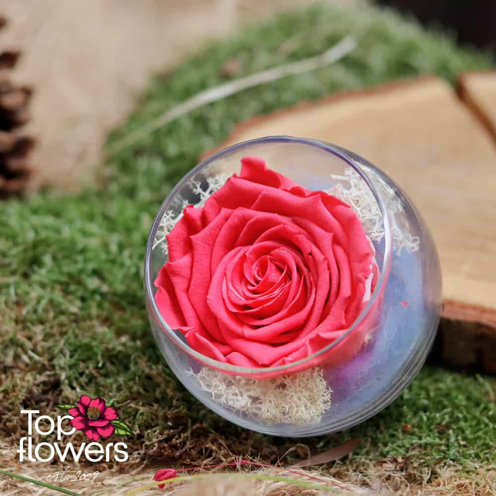 Eternal rose in glass sphere | CYCLAMEN