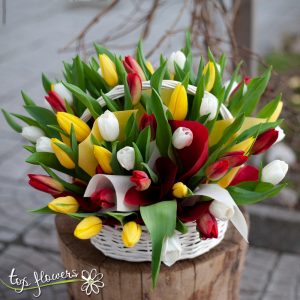Bascet 51 tulips