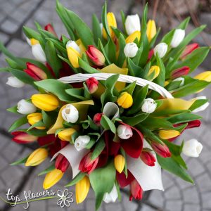 Bascet 51 tulips