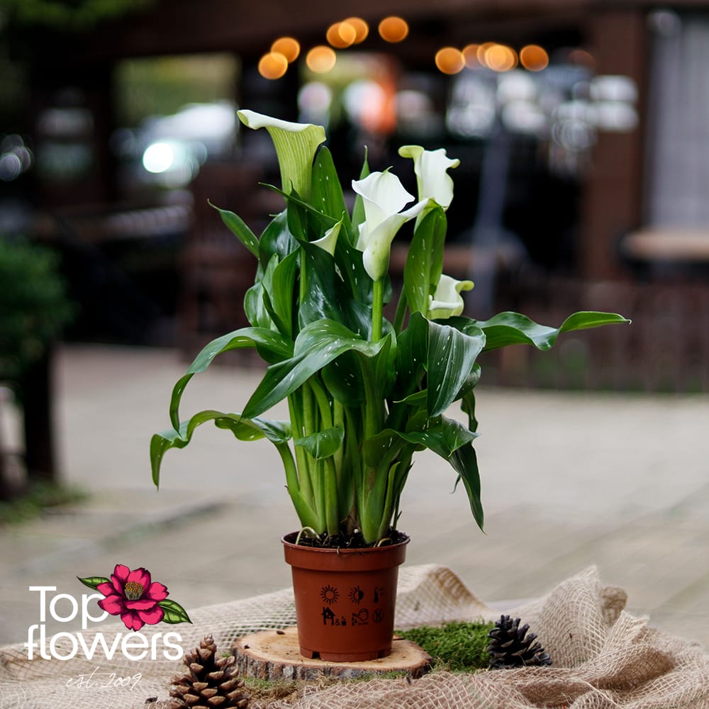 Доставка на кала в саксия в София и страната | Top-Flowers.com