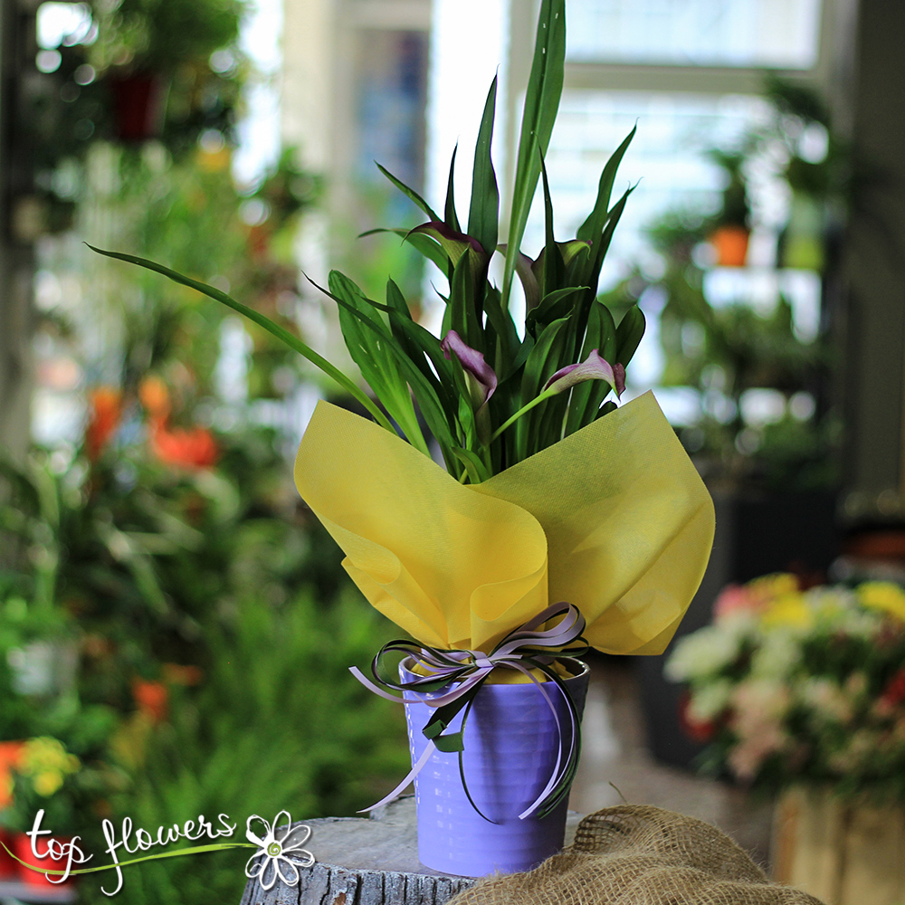 Доставка на кала в саксия в София и страната | Top-Flowers.com