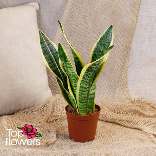 Sansevieria