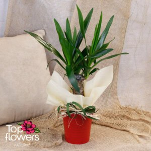 Yucca (Yúcca)
