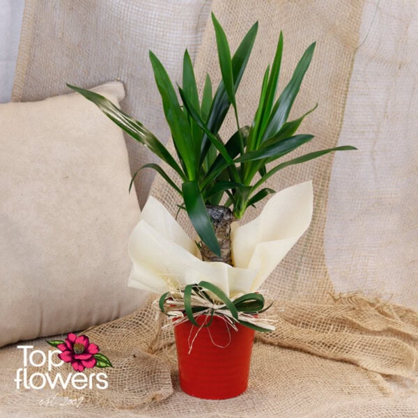 Yucca (Yúcca) - Image 2