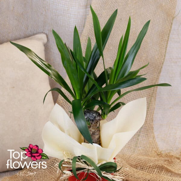 Yucca (Yúcca) - Image 5