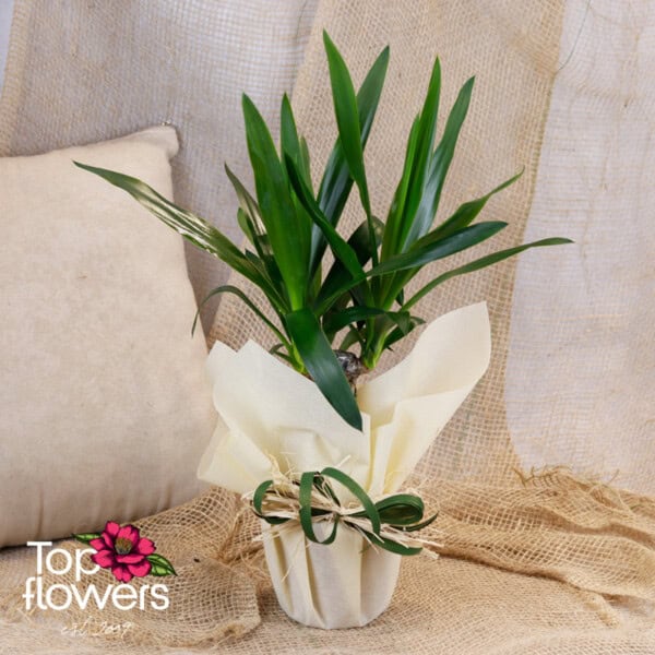 Yucca (Yúcca) - Image 3