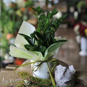 Zamioculcas