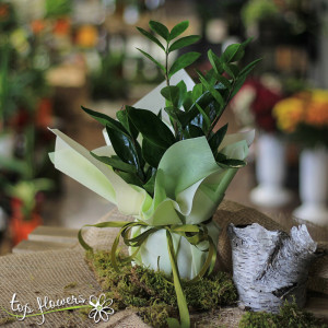 Zamioculcas