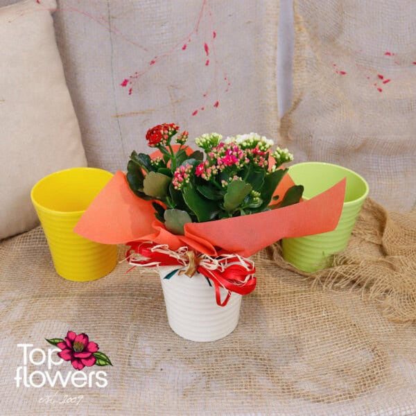 3 colors of Kalanchoe (Kalanchoe)