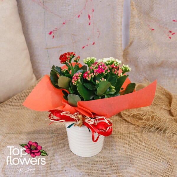 3 colors of Kalanchoe (Kalanchoe) - Image 2