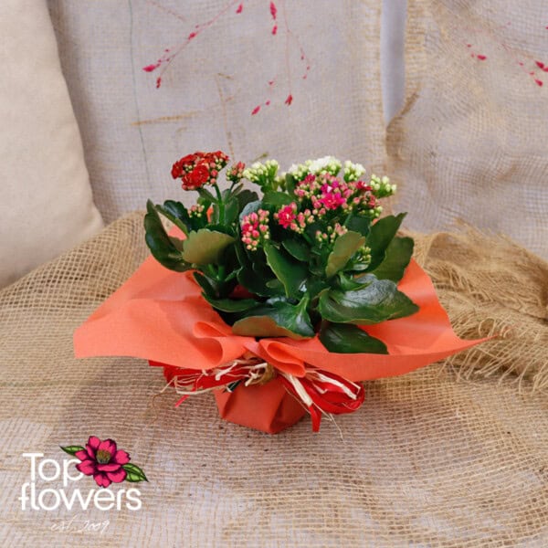 3 colors of Kalanchoe (Kalanchoe) - Image 3